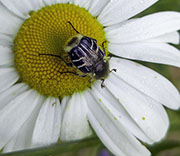 Beetle